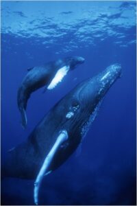foto de delfines