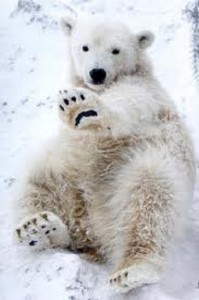 foto de osos polares