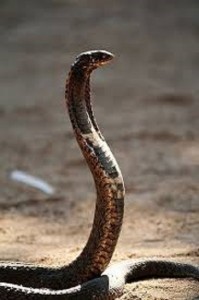 foto de serpiente