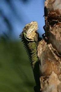 fotos de iguanas