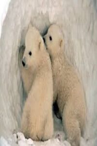 fotos de osos polares