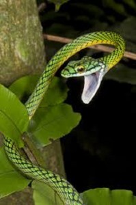 fotos de serpiente