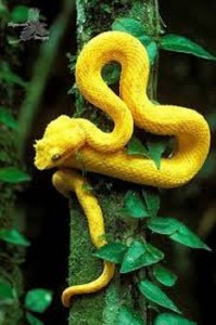 fotos de serpientes
