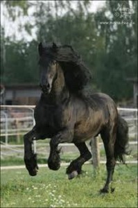 imagen de caballo