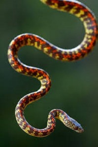 imagen de serpiente