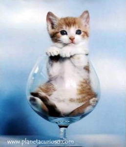 Gatito gracioso en una copa de vino 