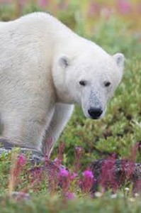 imagenes de osos polares