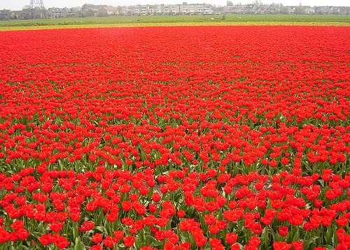 paisajes de flores rojas