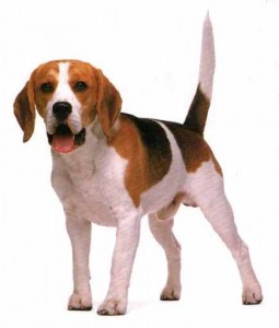 perro beagle