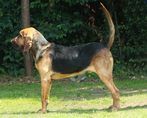 El Bloodhound