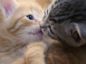 Gatos-enamorados (1)