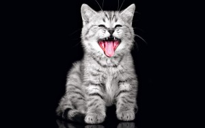 imágenes de un gato sacando la lengua