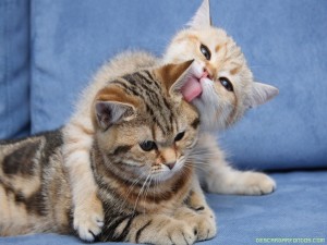 imágenes de gatos cariñosos