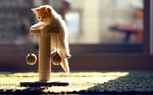 Fotos de un gato jugando