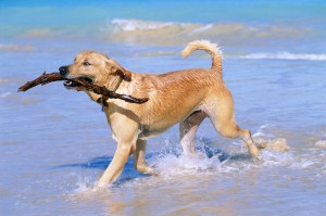 Fotos de un perro en la playa 