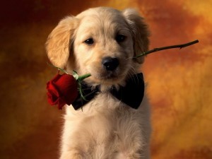 Fotos de un perrito con una flor 