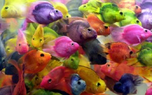 Observa los peces de colores