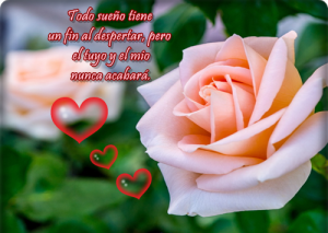 flores-de-rosas-bonitas-con-frases-de-amor-para-facebook