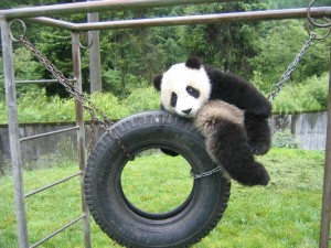 Fotos de un oso panda jugando 