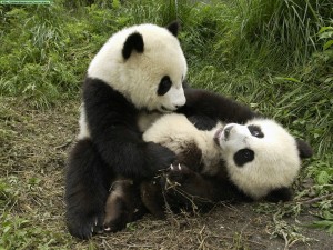 Fotos de un oso panda jugando