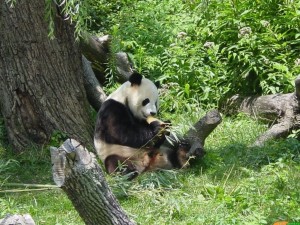 Fotos de un oso panda jugando 