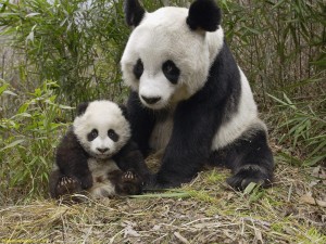 Lindo osito panda con su madre