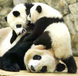 Lindo osito panda con su madre 