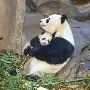 Lindo osito panda con su madre 