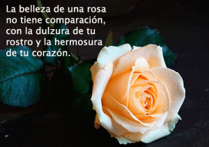 rosas-blancas-con-poemas-cortos-e1406404010949