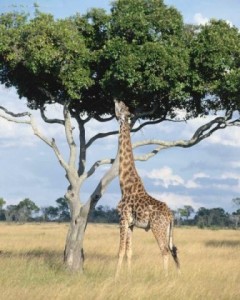 una jirafa alcanzando ramas