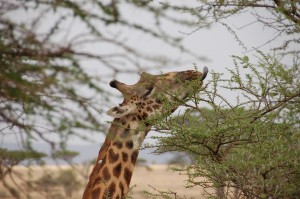 una jirafa alcanzando ramas 