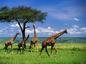 una jirafa alcanzando ramas 