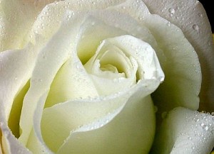 Rosas Blancas 37