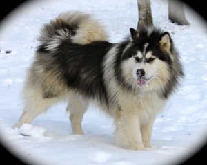 perro alaskan malamute sobre la nieve