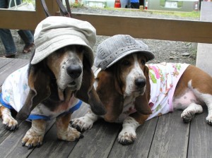 perros basset hound vestidos