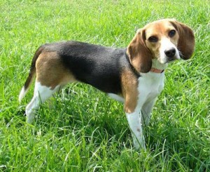 beagle,perro