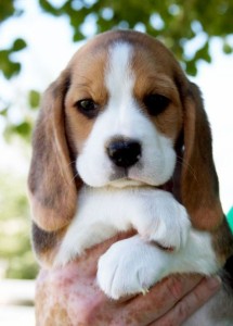 cachorro beagle 