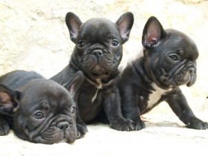 cachorros negros de bulldog frances