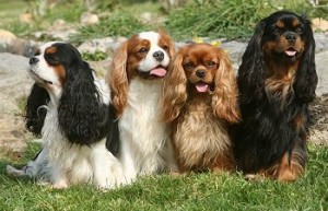 perros cavalier king en diferentes colores