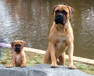 perro grande y cachorro bullmastiff