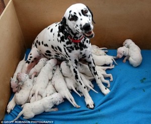 madre dalmata con sus cachorros