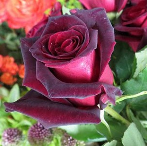 Imagen de una rosa roja