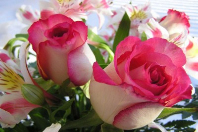 Imagenes de rosas lindas